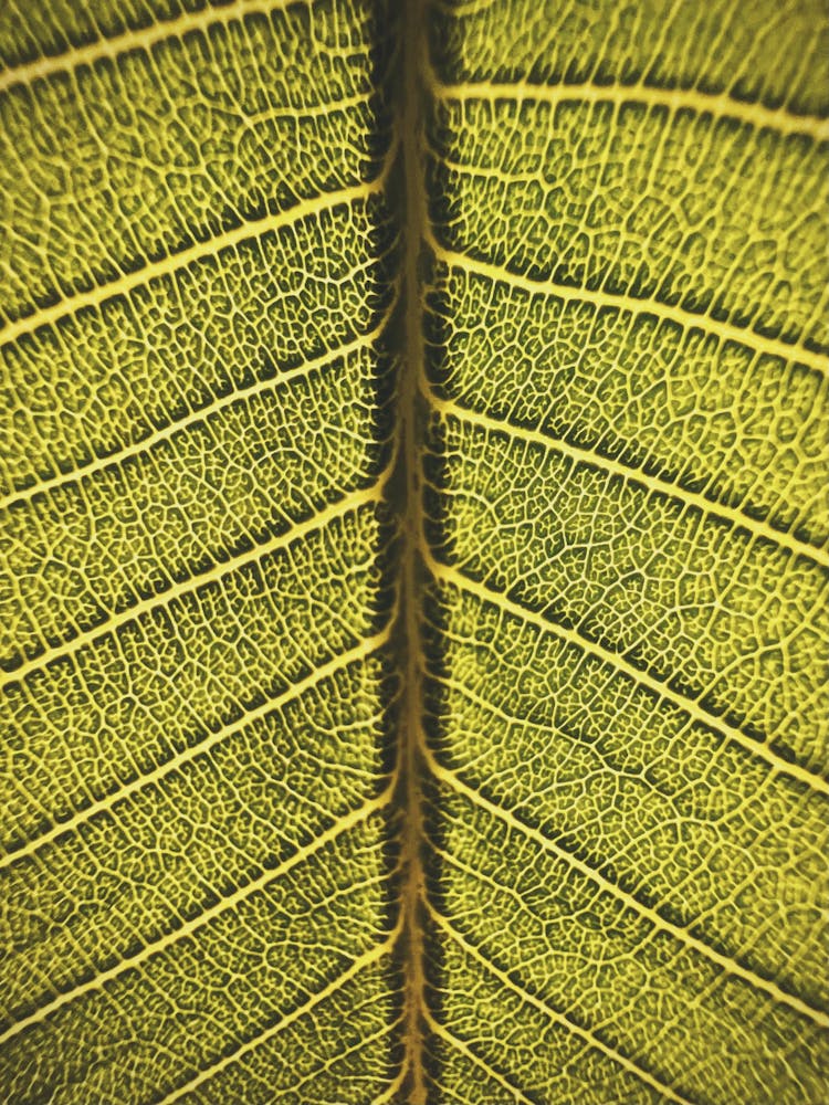 Close-up Of A Leaf Structure 