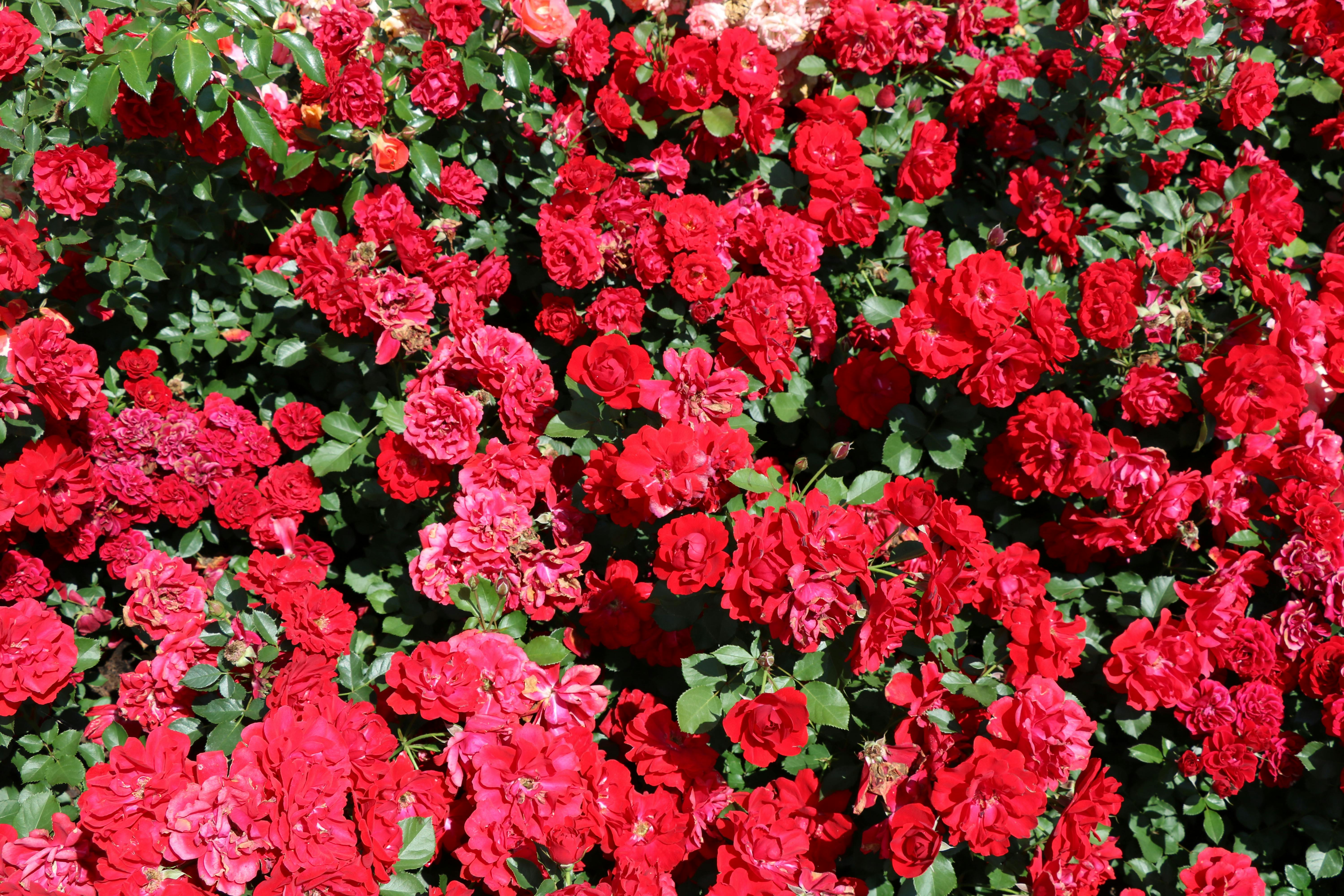 Free stock photo of beautiful, colour, colourful