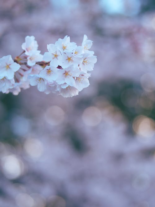 Close-up of Cherry Blossom 