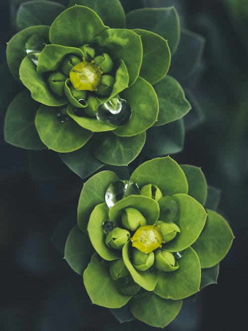 Close-up Shot of a Green Plant