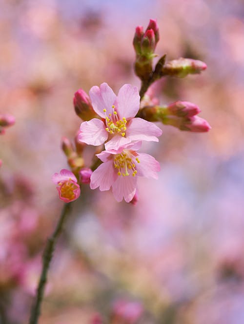 Pink Flowers in Close Up Photography