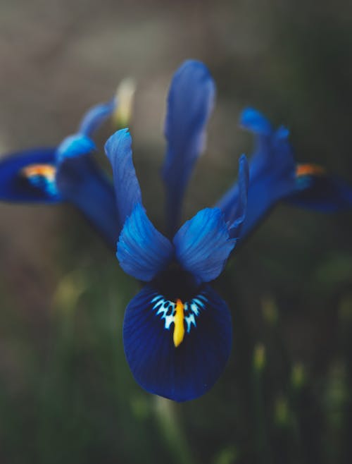Close-up Photography of Blue Flowers