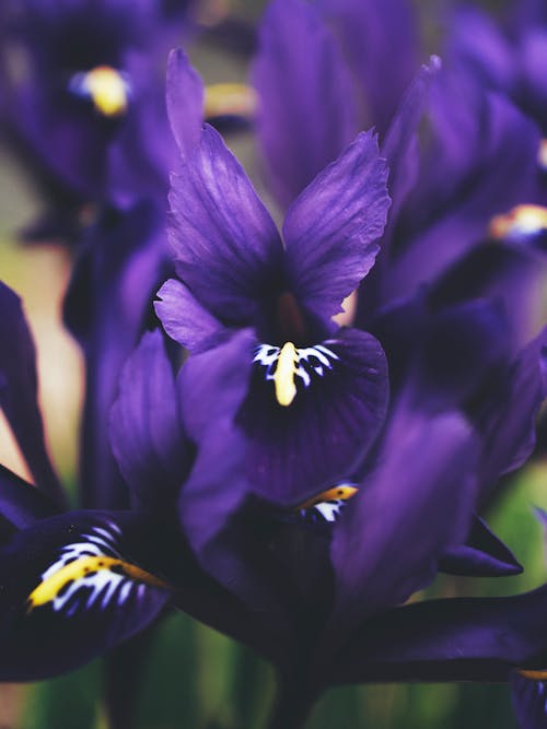 Close-up Photography of Purple Flowers