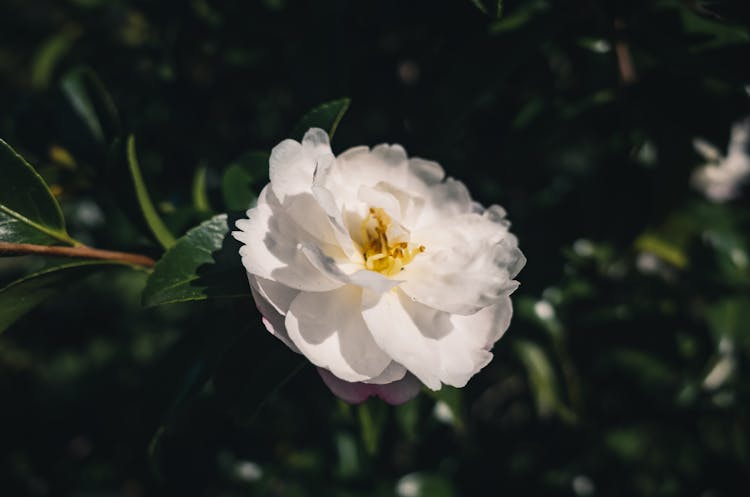 A White Flower With Yellow Stigma