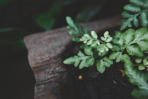 Ingyenes stockfotó kerti növény, zöld levél témában