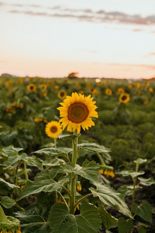 Free Photo of a Sunflower Stock Photo