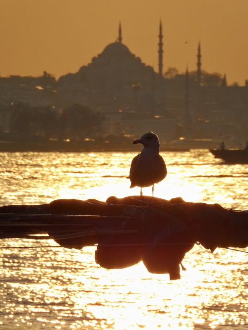 Free A seagull perched amid the golden sunset with Istanbul's iconic skyline in the background. Stock Photo