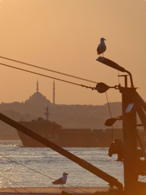 Free Seagulls perched at sunset with the Istanbul skyline and Bosphorus Strait in the background. Stock Photo