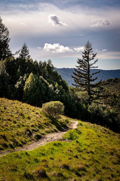 Imagine de stoc gratuită din arbori, cărare, codru