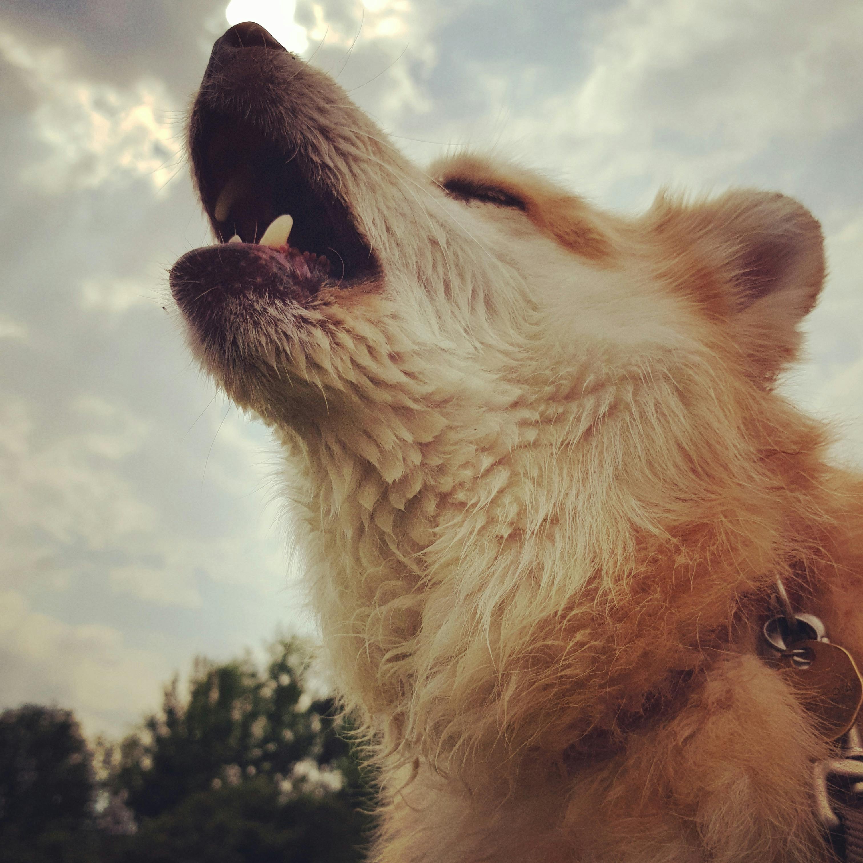 Kostenloses Foto zum Thema hund, instinkt, isländischer schäferhund