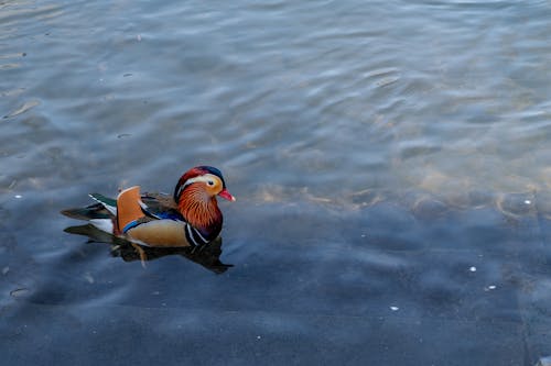 Fotos de stock gratuitas de agua, animal, aves acuáticas