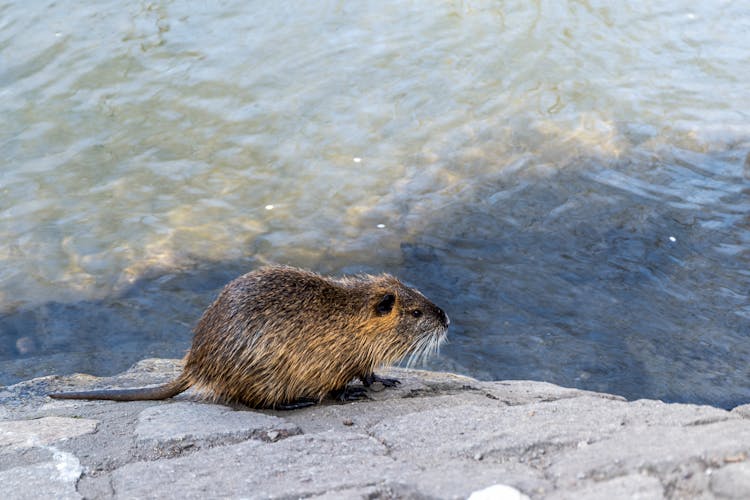 A Nutria By The Water 