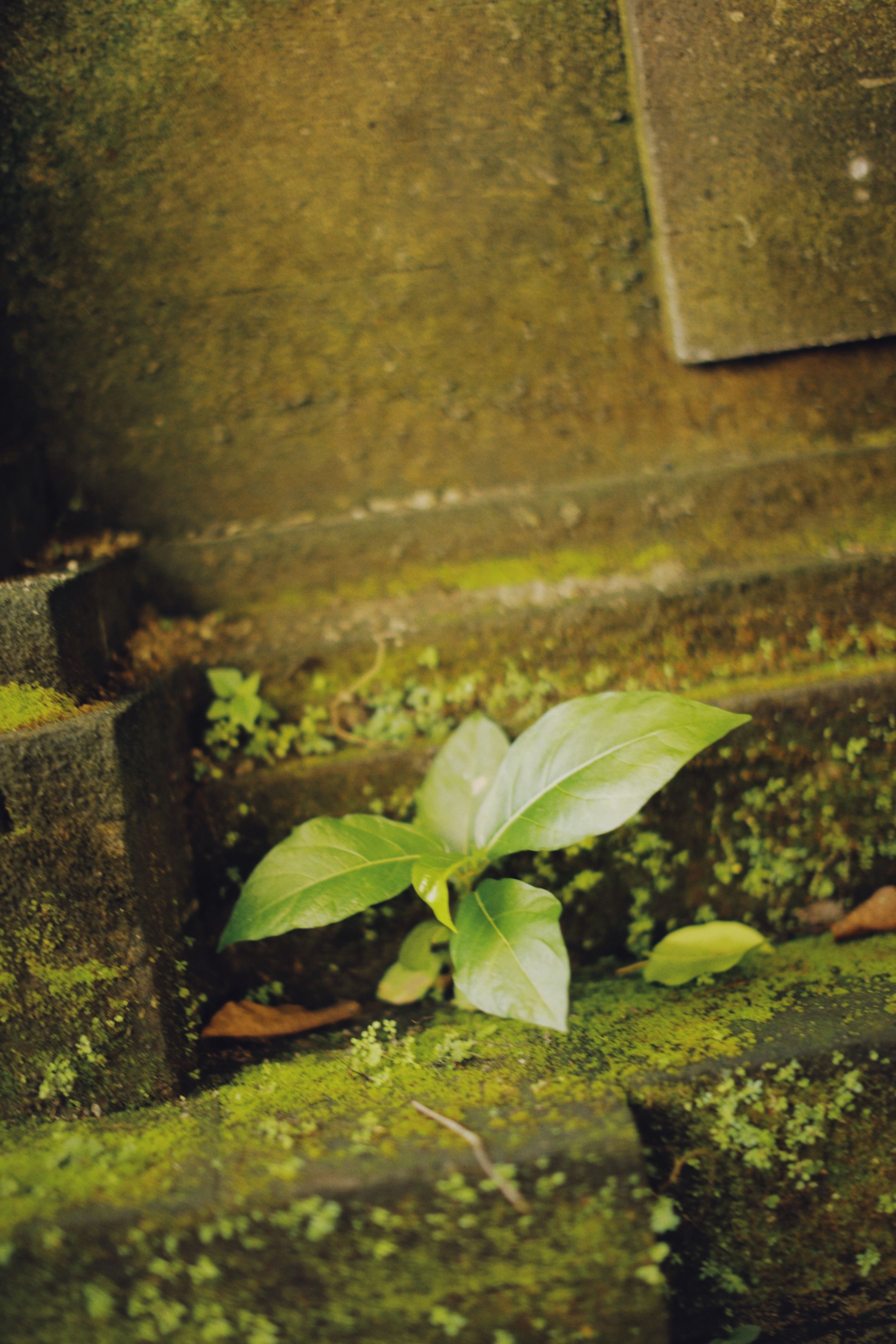Fotomural Una planta verde vibrante que florece entre escalones de piedra cubiertos de musgo, mostrando la resiliencia de la naturaleza.