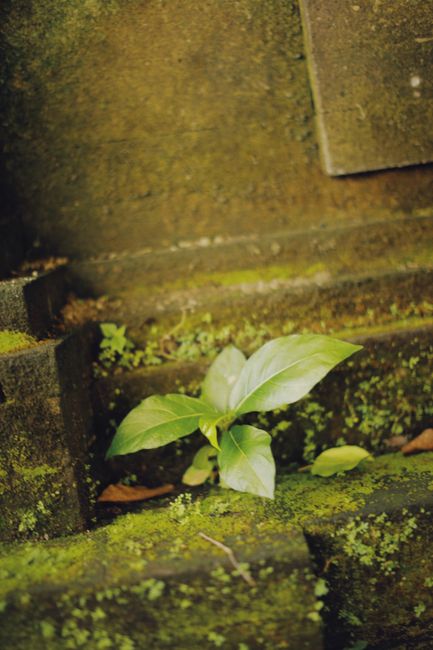 Fotomural Una planta verde vibrante que florece entre escalones de piedra cubiertos de musgo, mostrando la resiliencia de la naturaleza.