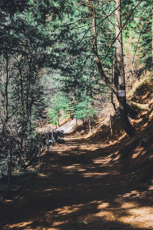 Immagine gratuita di alberi verdi, ambiente, boschi