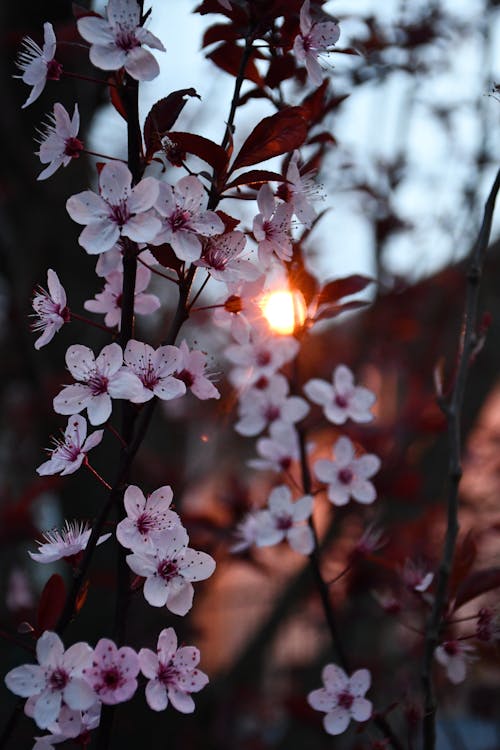 Free Pink and White Flowers on Branches During Sunset Stock Photo