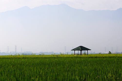 Gratis stockfoto met groen gras, houten, landbouwgrond