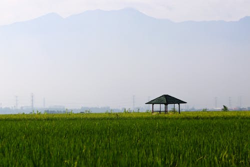 Wooden Shelter in the Farm Land