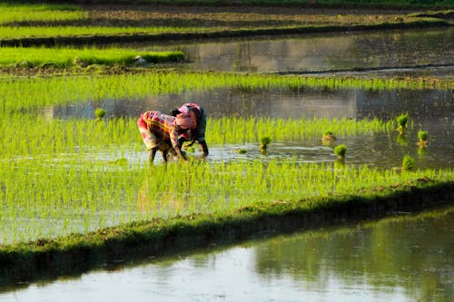 Ingyenes stockfotó földművelés, gazdák, hántolatlan rizs témában Stockfotó