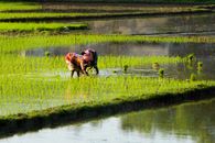 Farmer farming on a Cropland
