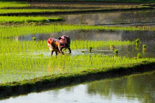 Free Two farmers diligently working in a vibrant green paddy field during the day. Stock Photo