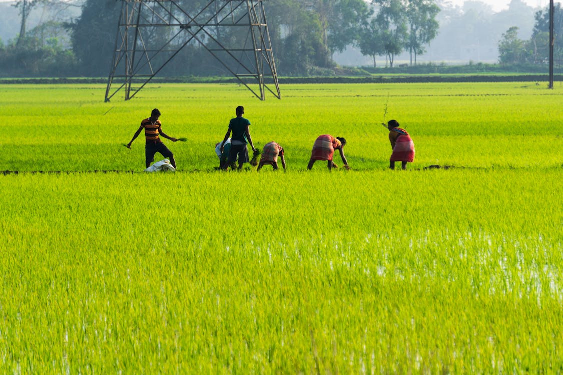 Δωρεάν στοκ φωτογραφιών με αγρόκτημα, αγρότες, αναποφλοίωτο ρύζι