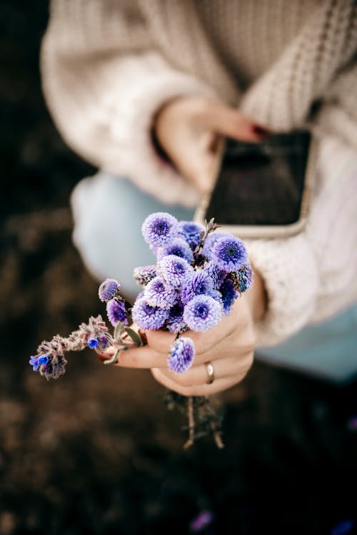 Foto profissional grátis de centáurea, flora, floração