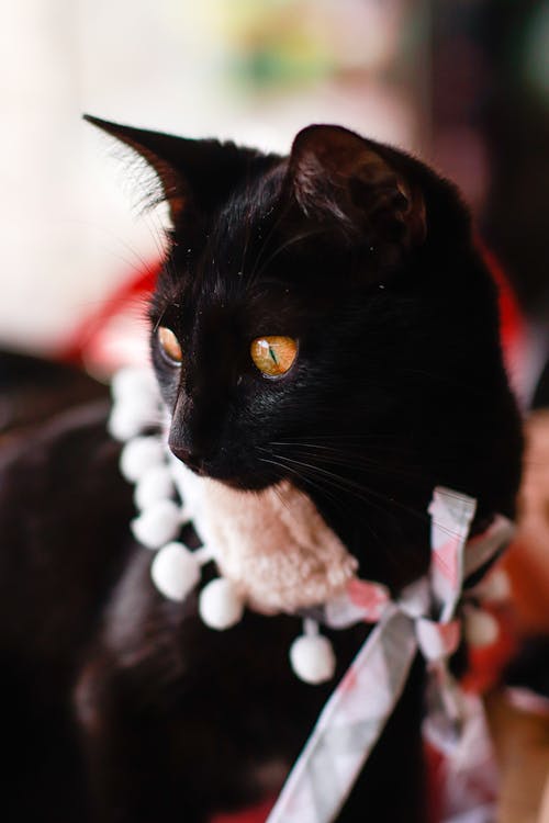 Close-Up Shot of a Black Cat