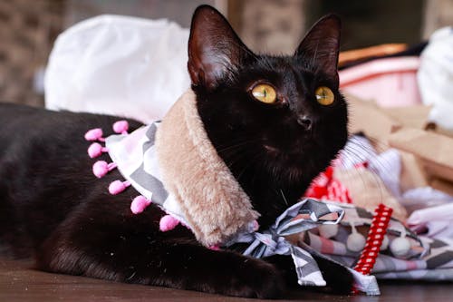 Close-up of a Black Car with Cute Collar