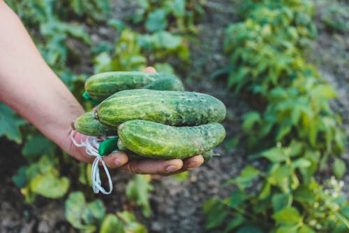 Selective Focus of a Person Holding Cucumbers