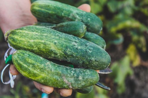 Free Close-up image of fresh cucumbers being held in hand with a blurred background outdoors. Stock Photo