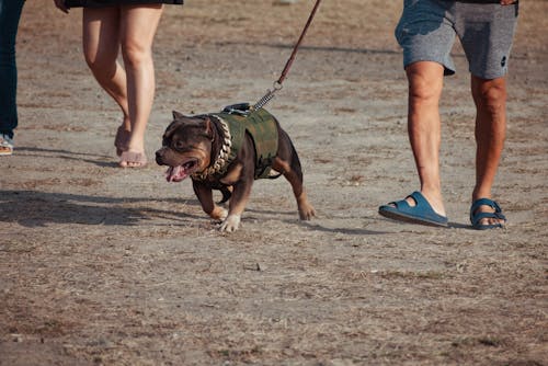 Kostnadsfri bild av hundpromenad, pitbull