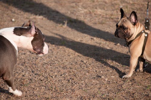 Kostnadsfri bild av fransk bulldog, pitbull