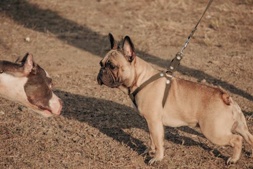 Kostnadsfri bild av fransk bulldog, pitbull