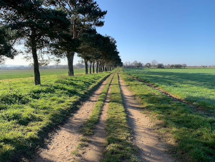 Row Of Trees On Green Grass Field 