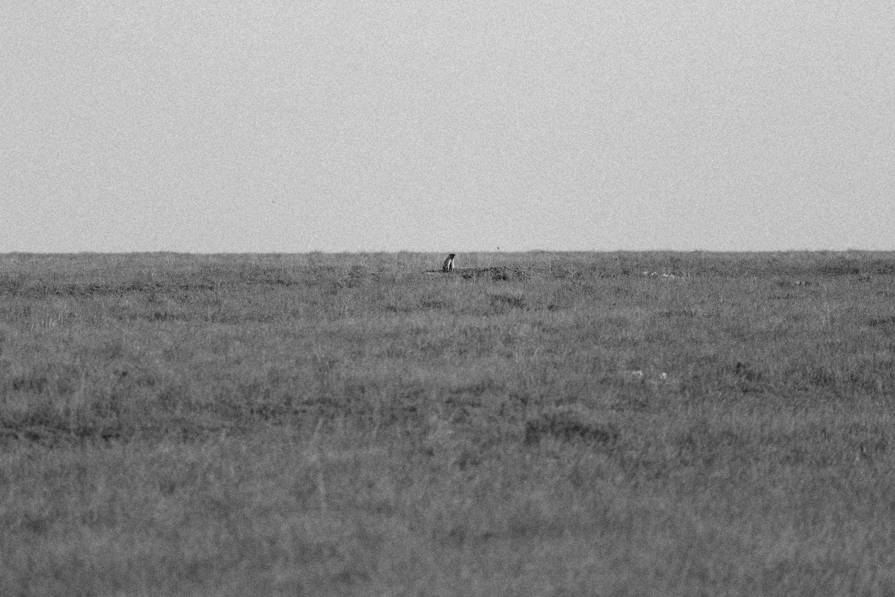 Grayscale Photo of Wide Grass Field · Free Stock Photo