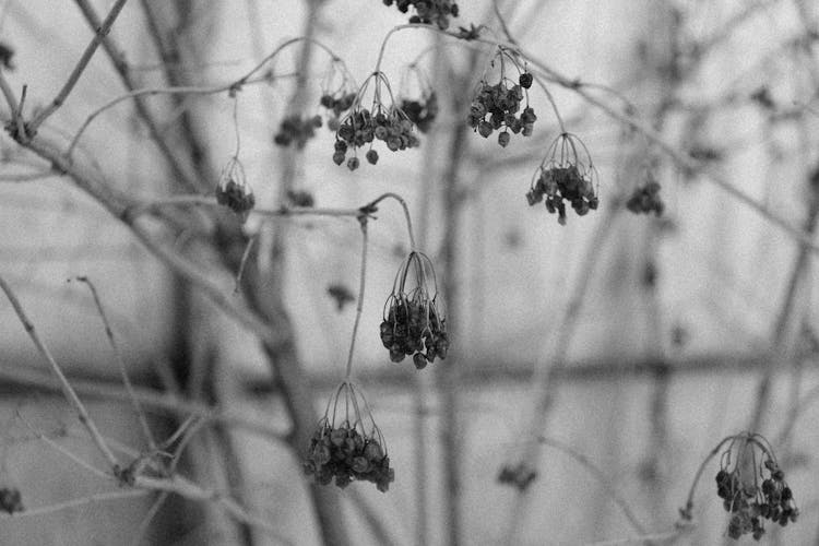 Grayscale Photo Of Wilted Flowers