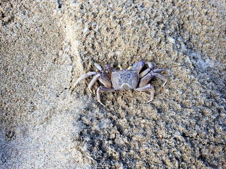 A detailed close-up photo of a crab resting on white sand, captured outdoors in natural light.