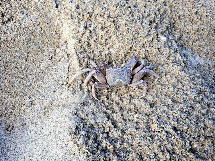 Crab In The White Sand