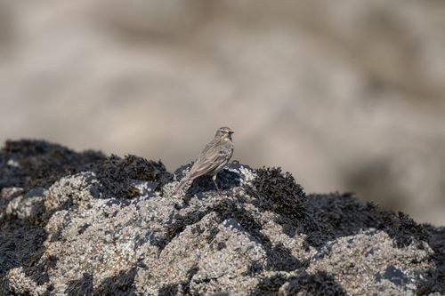 Free Close-up of a European Rock Pipit perched on algae-covered rocks in Bretagne, France. Stock Photo