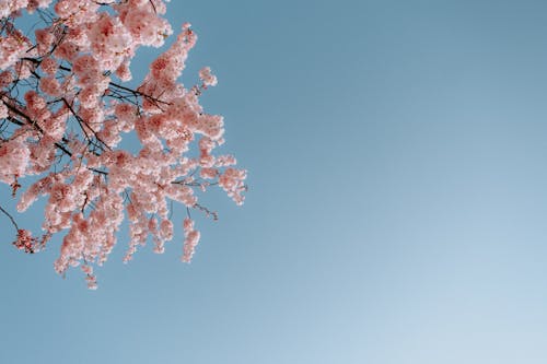 Foto stok gratis bunga sakura, bunga-bunga merah muda, langit biru