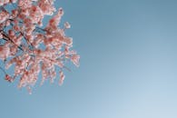 Pink Blossoming Tree and Blue Sky