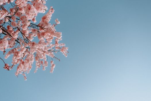 Aesthetic cherry blossoms in full bloom under a clear blue sky, capturing spring's essence.