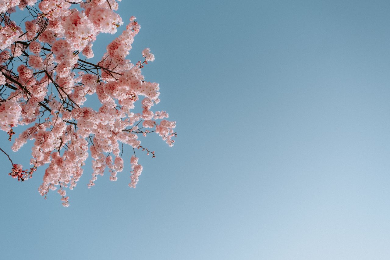 aesthetic cherry blossoms in full bloom under a clear blue sky capturi