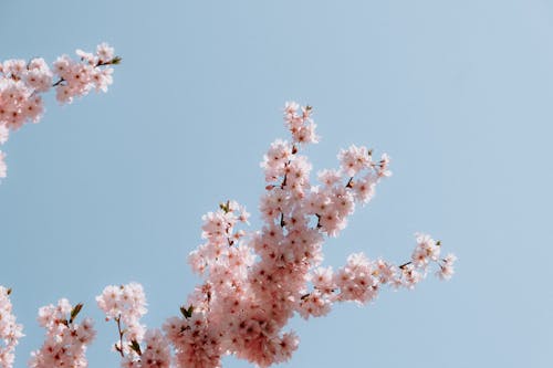 Безкоштовне стокове фото на тему «блакитне небо, весна, завод»