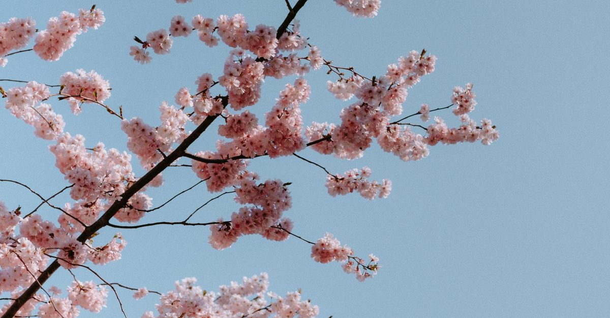 Spring Free Stock A Tree in Spring · Free Stock Photo
