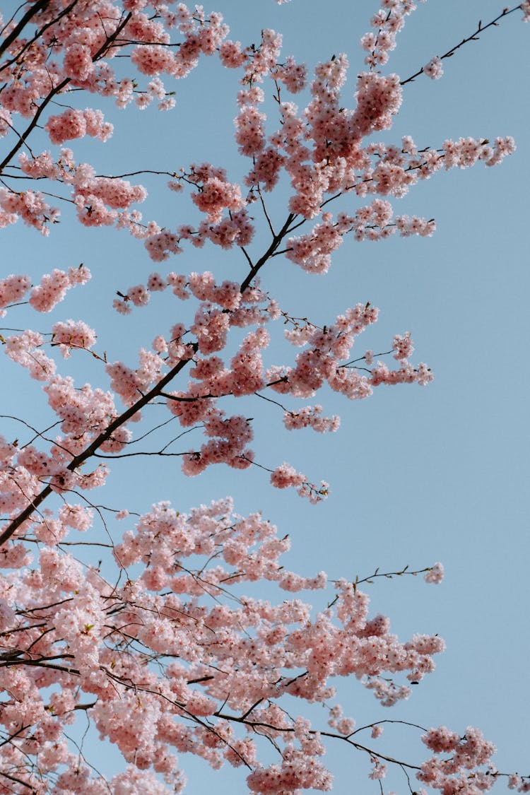 A Tree In Spring