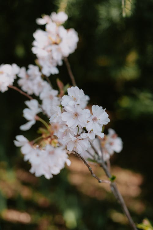 Безкоштовне стокове фото на тему «білі квіти, вертикальні постріл, вишневий цвіт»