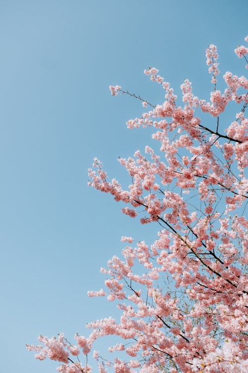 ağaç, bahar, çiçeklenmek içeren Ücretsiz stok fotoğraf