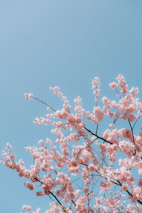 Blooming Cherry Blossom Tree · Free Stock Photo